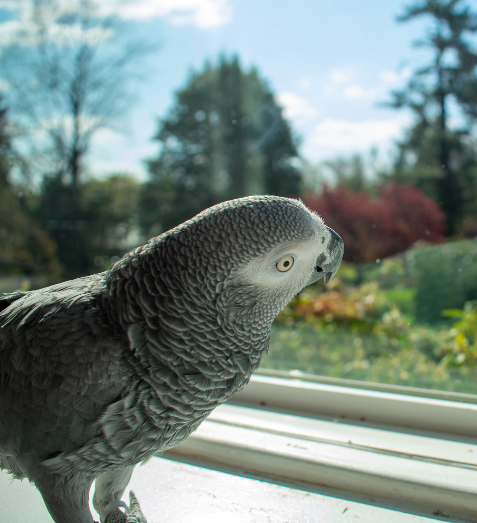 Uv Verlichting Voor Vogels Achter Glas