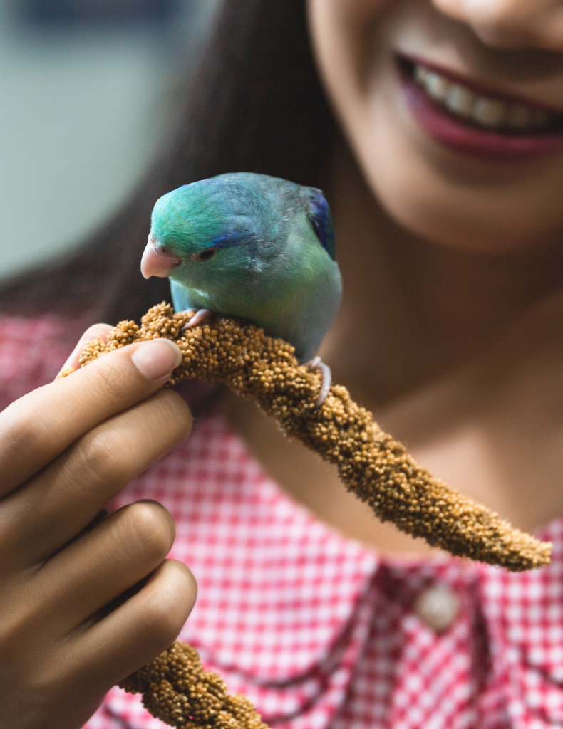 Vogel Tam Maken De Feiten En Fabels