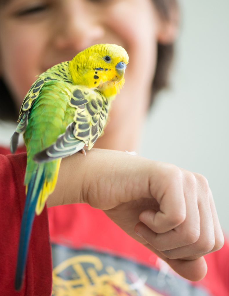 Vogel Tam Maken De Feiten En Fabels Ontmaskerd