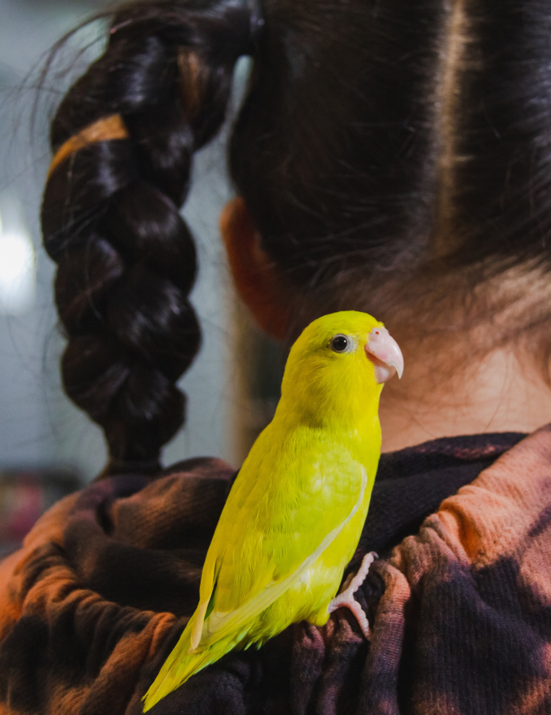 Vogel Tam Maken Fabels En Feiten