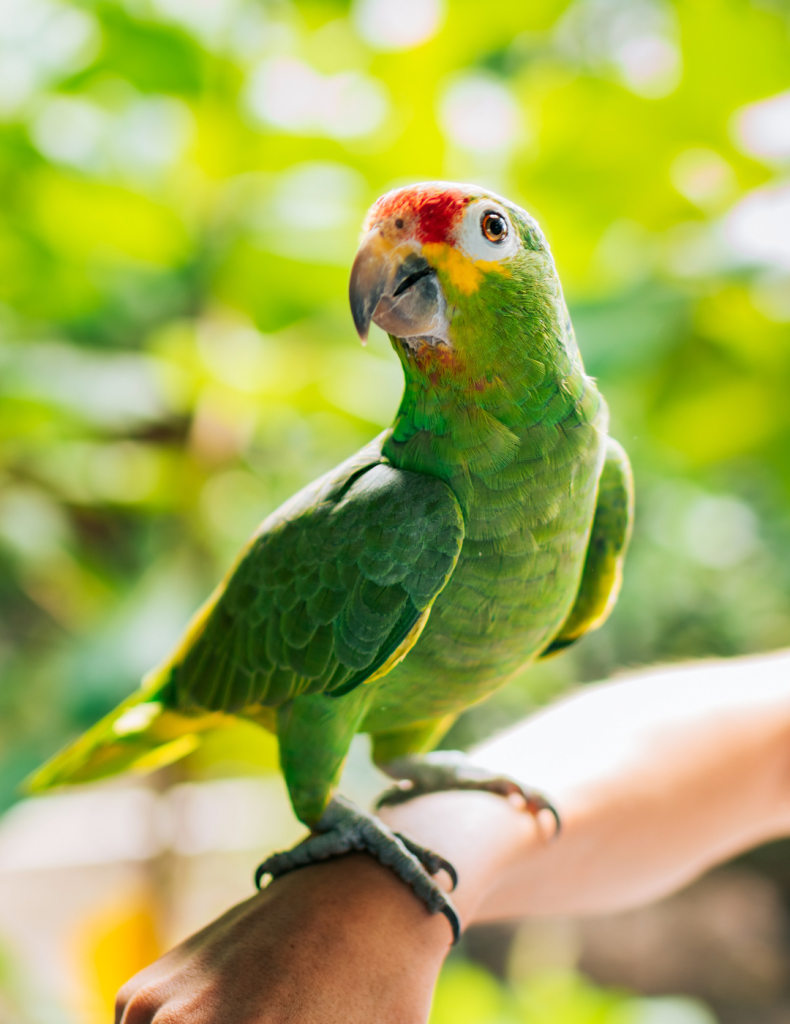 Vogel Tam Maken Feiten En Fabels