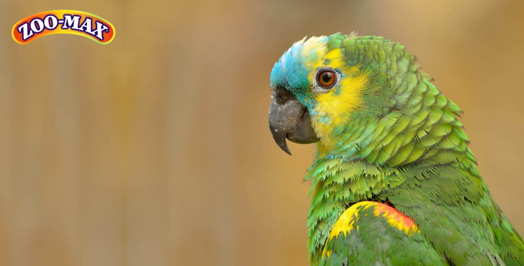 Zoomax Vogelspeelgoed