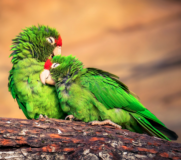 Papegaai Vogels Samen Houden