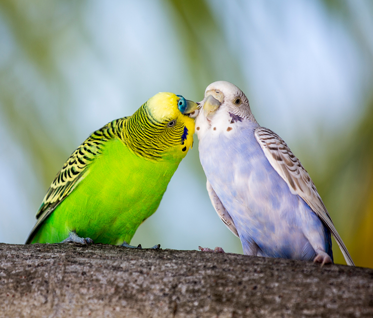 Parkieten Vogels Samen Houden