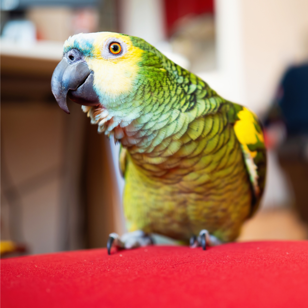 Amazone Papegaai Gevoelige Luchtwegen Van Vogels