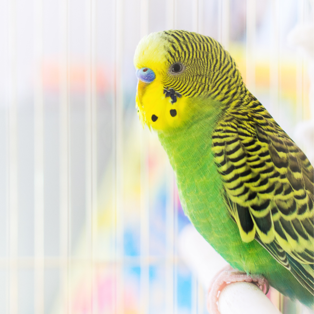 Parkiet Vogel En De Gevoelige Luchtwegen Van Vogels