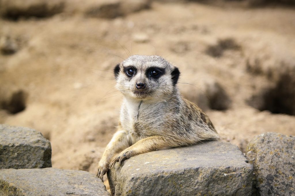 Meerkat 6392737 1280