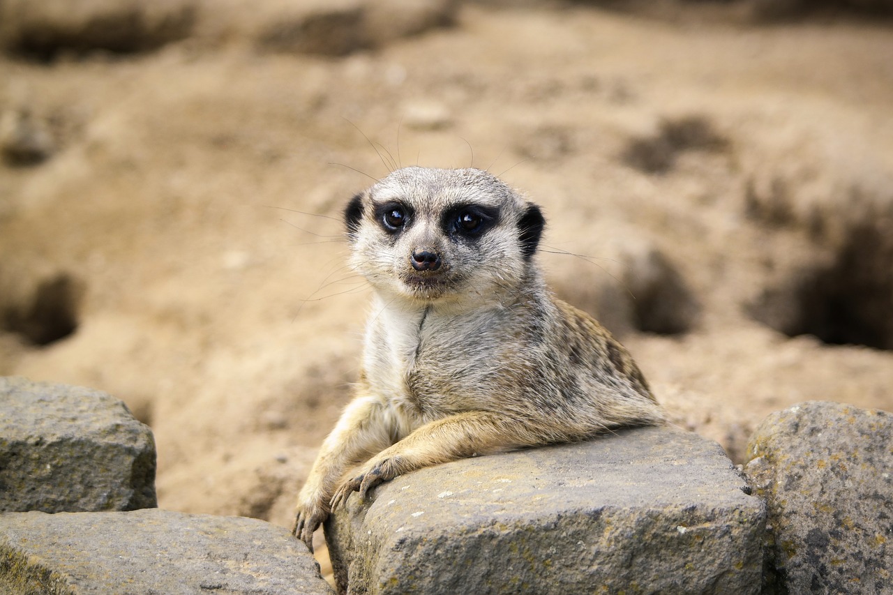 Meerkat 6392737 1280