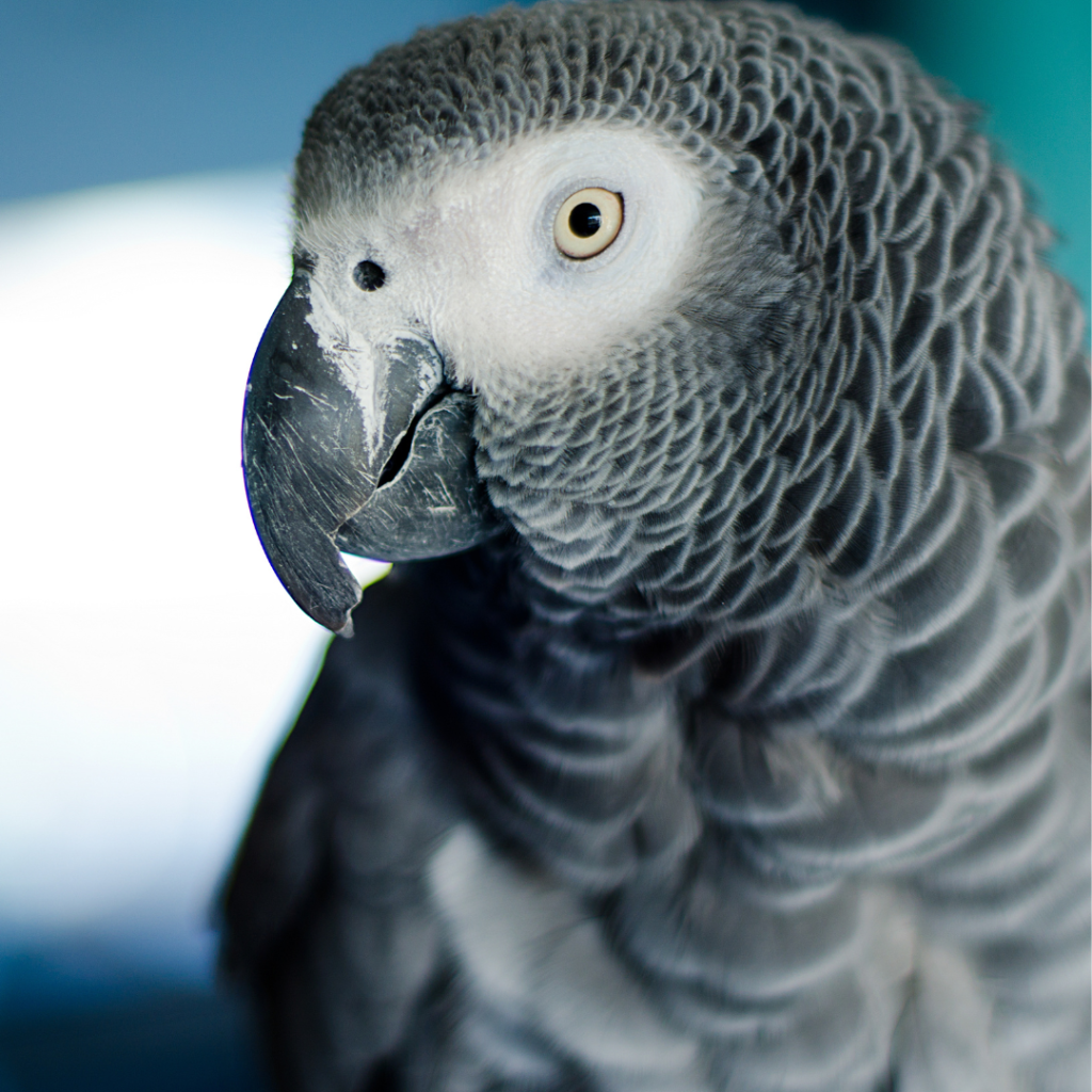 Hoe Oud Wordt Een Papegaai Afrikaanse Grijze Roodstaart Vierkant