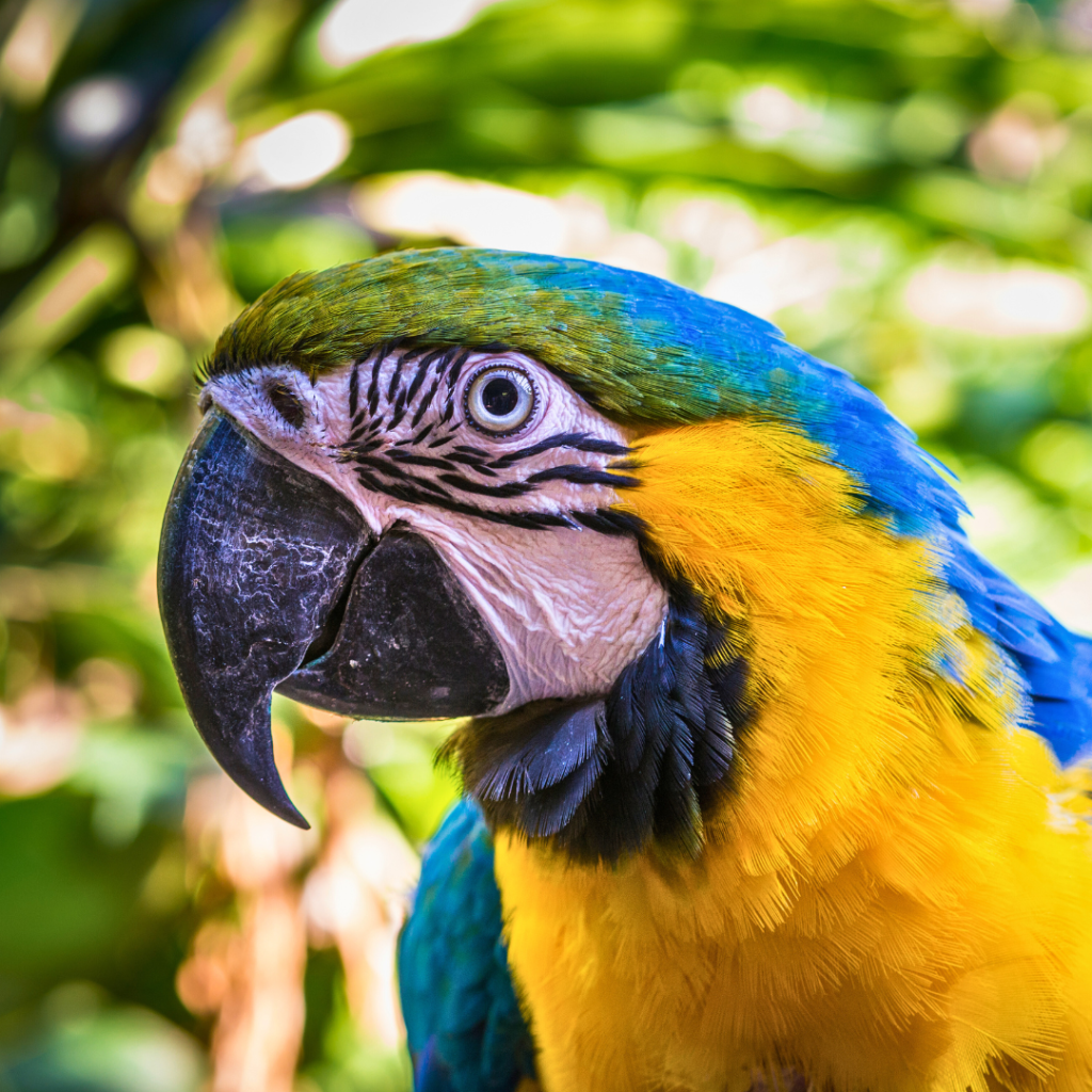 Hoe Oud Wordt Een Papegaai Ara