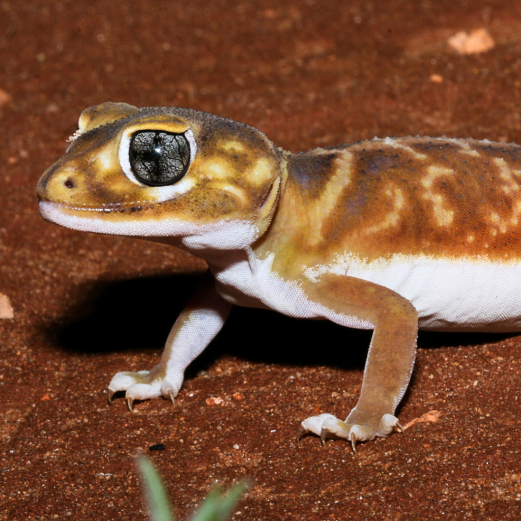 Knopstaart Gekko Nephrurus Pulchensis Knobtailed Gecko