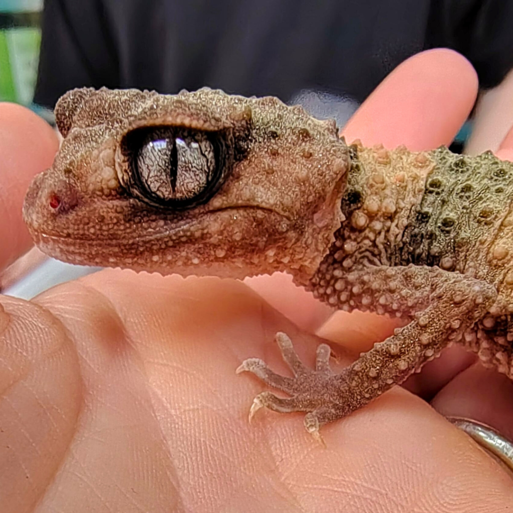 Knopstaartgekko