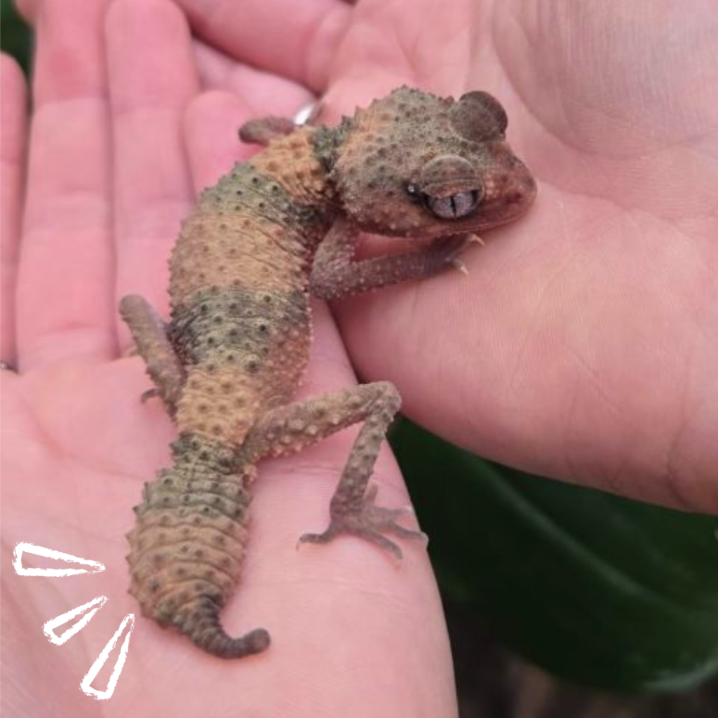 Knopstaartgekko Staart