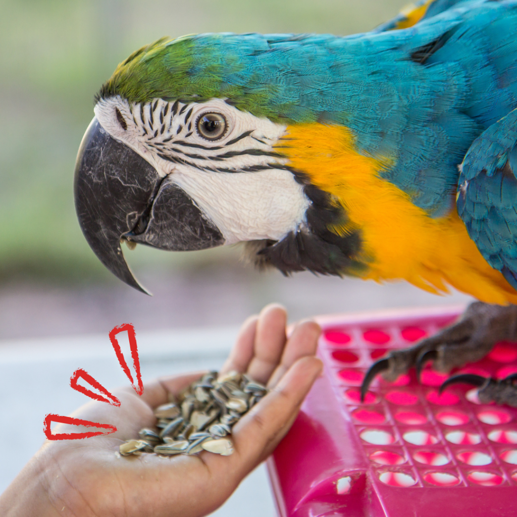 Leververvetting Bij Papegaaien Ara Die Zonnebloempitten Eet