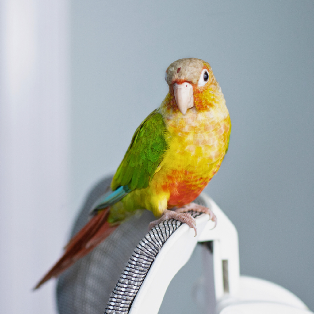 Ouderdomsklachten Bij Papegaaien Pyrhurra