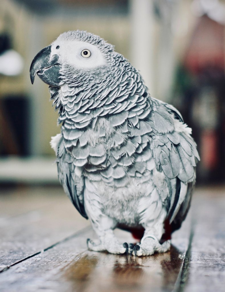 Symptomen Leververvetting Bij Papegaaien