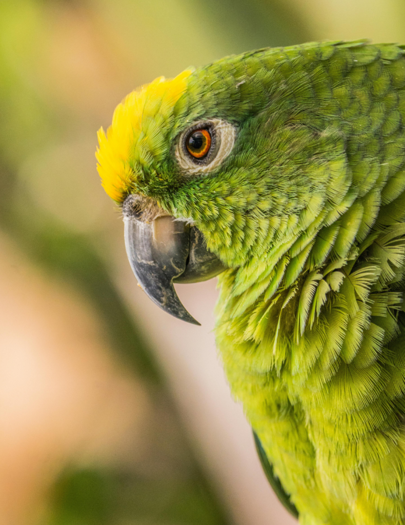 Symptomen Leververvetting Bij Papegaaien Amazone Papegaai