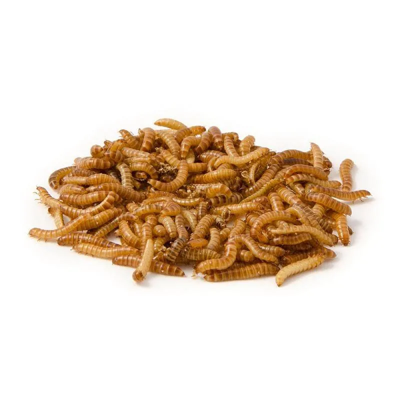 Buffalowormen 100 Gram Avonturiashop