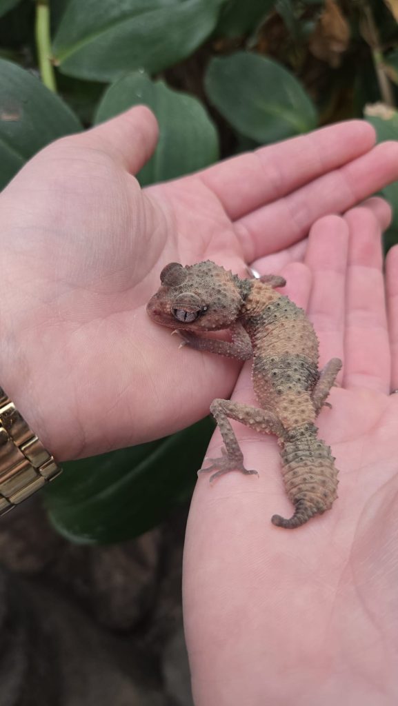 Nephrurus Wheeleri Avonturia Knopstaart
