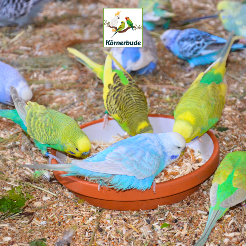 Kornerbude Soortspecifieke Vogelvoeding