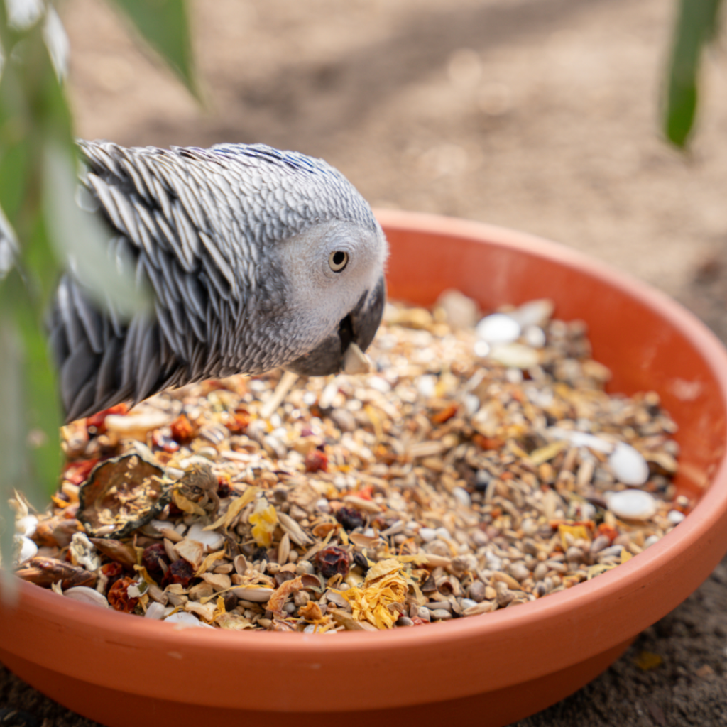Kornerbude Vogelvoeding Afrika Mix Afrikaanse Vogelsoorten