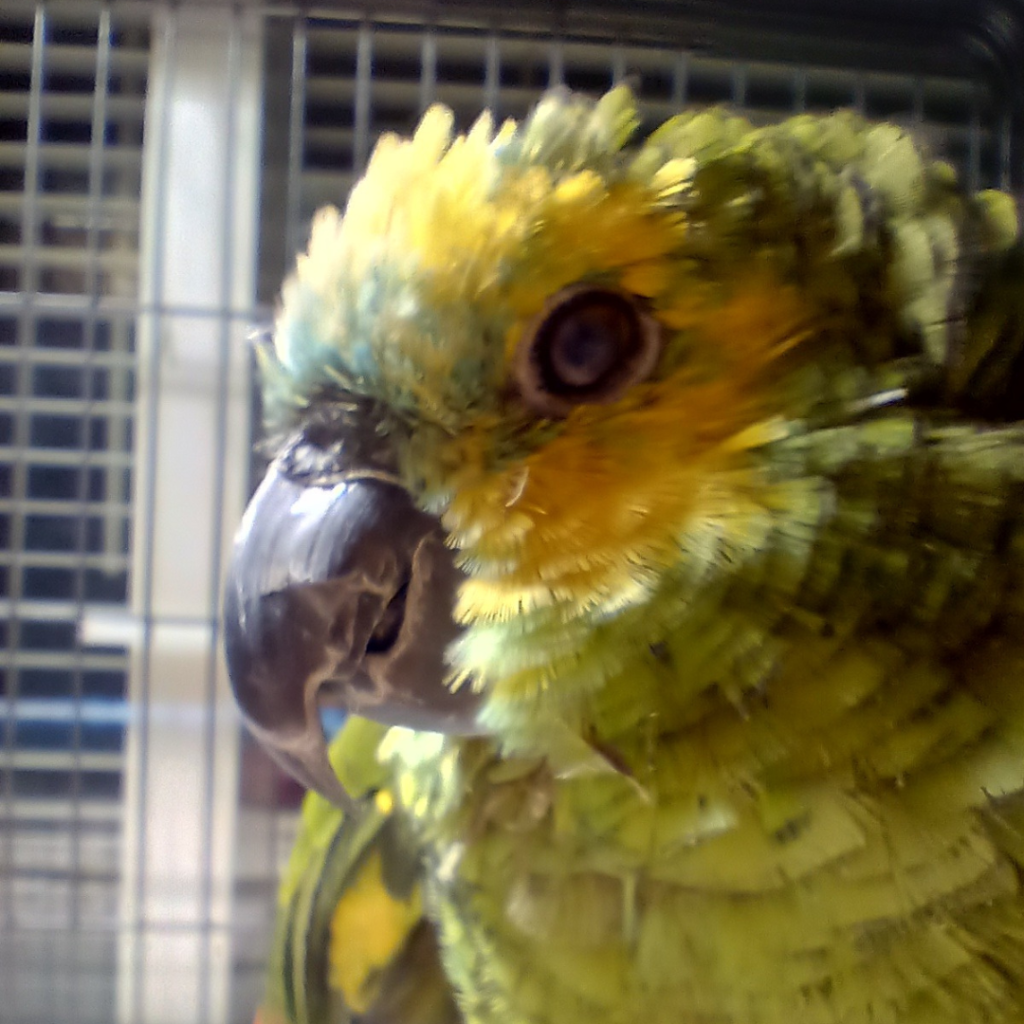 Opa Lorre 86 Jarige Amazonepapegaai