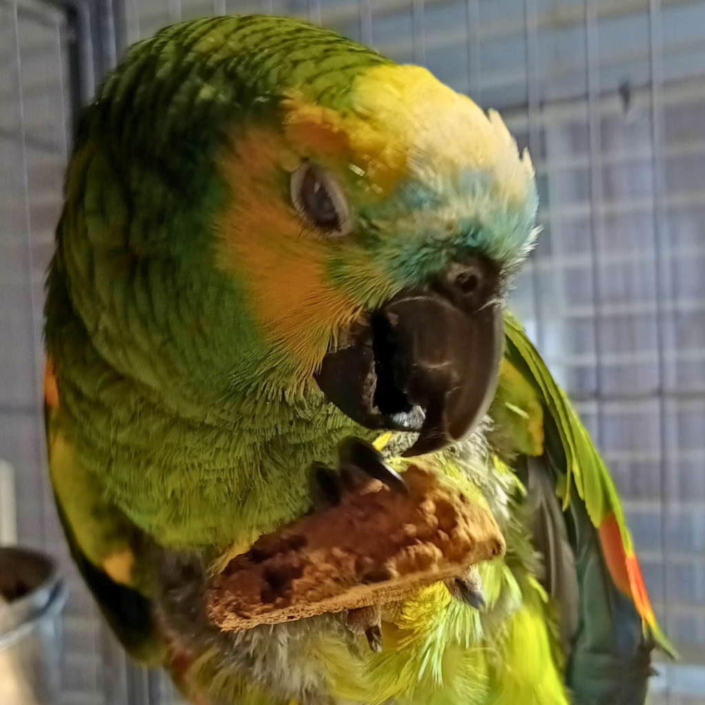 Opa Lorre 86 Jarige Papegaai