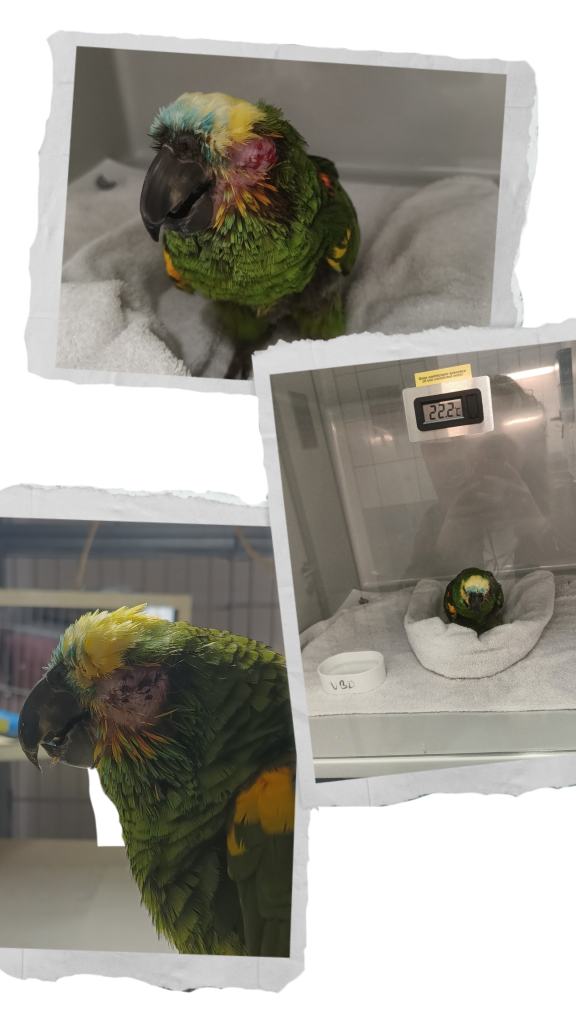 Opa Lorre 86 Jarige Amazonepapegaai In Zijn Weg Naar Herstel