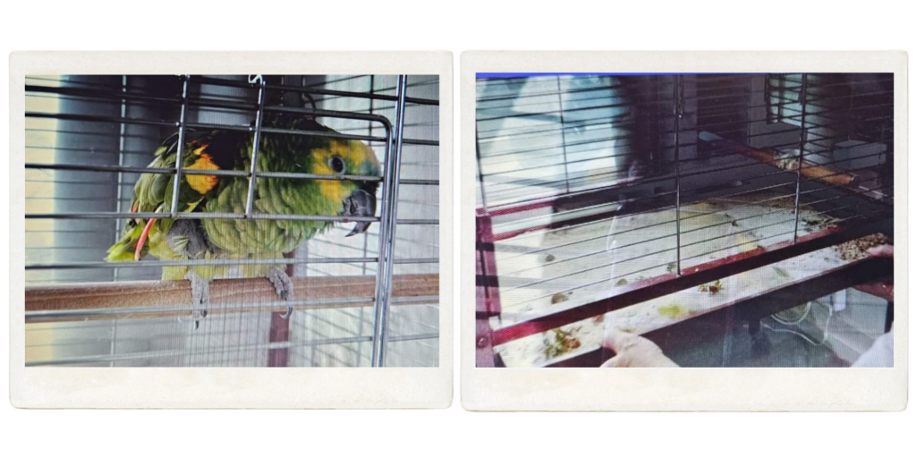 Opa Lorre 86 Jarige Papegaai Leven Voordat Hij Bij Joyce Kwam