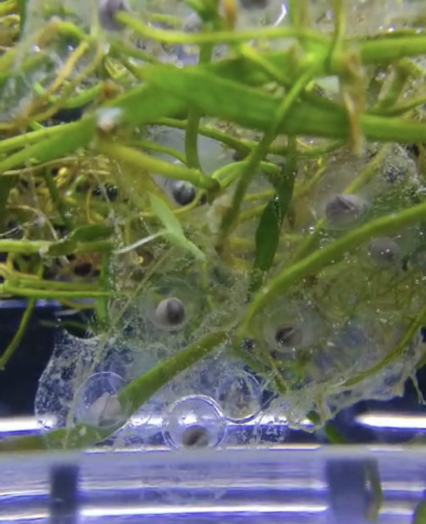 Axolotl Eitjes Avonturia Fase 1