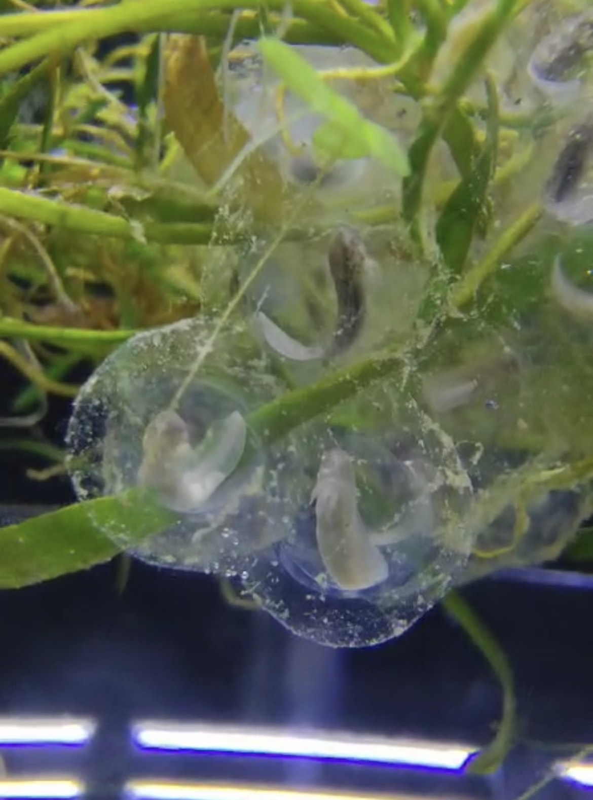 Axolotl Eitjes Avonturia