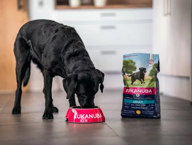 Csm Euk Dry Food Labrador Eating 76d87d7e6f