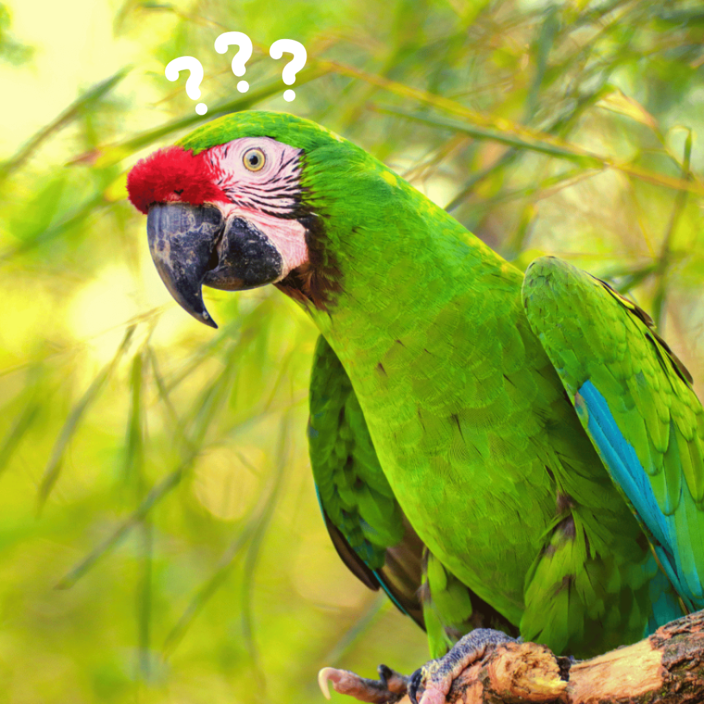 Papegaai Met Vraagtekens
