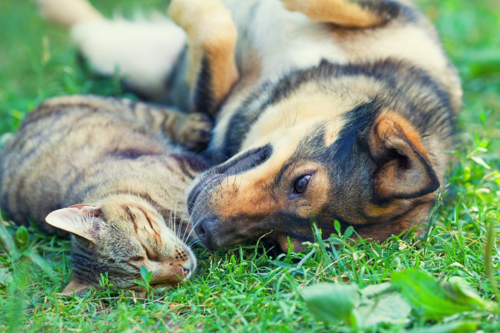 Dog And Cat Lying Together On The Grass